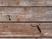 Common wall lizard (Podarcis muralis) adult and young sunbathing on an old wooden hut, Joué-lès-Tours, Indre et Loire, Centre Val de Loire Region, France