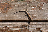 Common wall lizard (Podarcis muralis) young sunbathing on an old wooden hut, Joué-lès-Tours, Indre et Loire, Centre Val de Loire Region, France