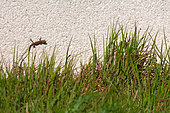 Lézard des murailles (Podarcis muralis) mâle sortant des herbes pour grimper sur un mur de maison, Joué-lès-Tours, Indre et Loire, Région Centre Val de Loire, France