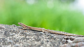 Common wall lizard (Podarcis muralis) resting with eyes closed on a low wall, Azay-sur-Indre, Indre et Loire, Centre Val de Loire Region, France