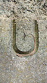 Common wall lizard (Podarcis muralis) male resting in a U-shaped recess in a low concrete wall, Azay-sur-Indre, Indre et Loire, Centre Val de Loire Region, France