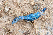 Common wall lizard (Podarcis muralis) dead male crushed on a country lane, Artannes-sur-Indre, Indre et Loire, Centre Val de Loire Region, France