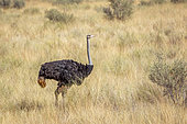 African Ostrich in dry savannah in Kgalagadi transfrontier park, South Africa; ; Specie Struthio camelus family of Struthionidae