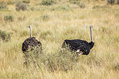 African Ostrich (Struthio camelus) couple in dry savannah in Kgalagadi transfrontier park, South Africa