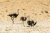 Three African Ostriches (Struthio camelus) in the sand in Kgalagadi transfrontier park, South Africa