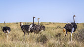 Two couples of African Ostrich (Struthio camelus) in Kgalagadi transfrontier park, South Africa