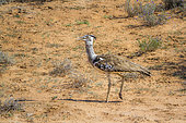 Kori bustard (Ardeotis kori) walking in desert in Kgalagadi transfrontier park, South Africa