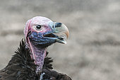 Lappet faced Vulture (Torgos tracheliotos) portrait isolated in natural background in Vulpro rehabilitation center, South Africa