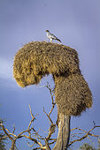 Pale Chanting-Goshawk (Melierax canorus) standing on social weaver nest in Kgalagadi transfrontier park, South Africa