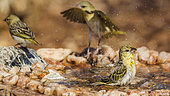 Three Village weaver (Ploceus cucullatus) bathing in waterhole in Kruger National park, South Africa