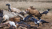 Cape vulture,White backed Vulture and african pied crow scavenging a carcass in Vulpro rehabilitation center, South Africa