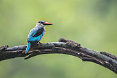 Woodland kingfisher (Halcyon senegalensis) standing on a branch with natural background in Kruger National park, South Africa