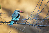 Woodland kingfisher (Halcyon senegalensis) standing on a branch in morning light in Kruger National park, South Africa