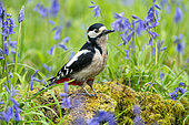 Great spotted woodpecker (Dendrocopos major) perched on moss amongst bluebells, england