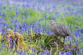 Pheasant (Phasianus colchicus) amongts bluebell, England