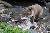 Red fox (Vulpes vulpes) cub with a prey, England