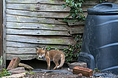 Red fox (Vulpes vulpes) cub coming out of his den, England