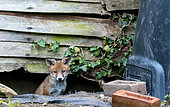 Red fox (Vulpes vulpes) cub coming out of his den, England
