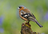 Chaffinch (Fringilla coelebs) perched on a log, England