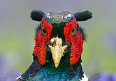 Pheasant (Phasianus colchicus) head details, England