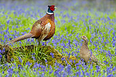 Pheasant (Phasianus colchicus) pair amongts bluebell, England