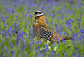 Reeves's pheasant (Syrmaticus reevesii) walking amongts bluebell, England