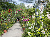 Rose Garden, Parc Floral Vincennes, Paris, France