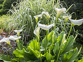 Arum lily (Zantedeschia aethiopica) and Giant reed (Arundo donax) 'Variegata'