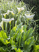 Arum lily (Zantedeschia aethiopica) and Giant reed (Arundo donax) 'Variegata'