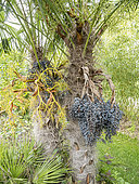 Windmill palm (Trachycarpus wagnerianus)
