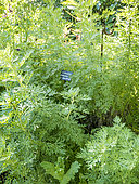 Absinthium (Artemisia absinthium)
