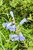 Bunchleaf Penstemon (Penstemon heterophyllus) 'Electric Blue'
