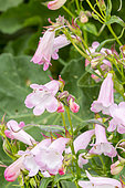 Penstemon 'Apple Blossom'