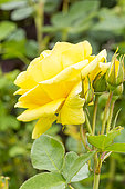 Rose floribunda Rosa 'Carte d'Or' Breeder : Meilland (FRA) 2005