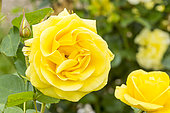 Rose floribunda Rosa 'Carte d'Or' Breeder : Meilland (FRA) 2005