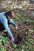 Planting a fruit tree in permaculture