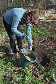 Planting a fruit tree in permaculture