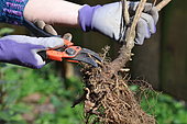 Pruning the roots of a shrub before planting