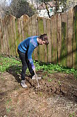 Planting a hedge