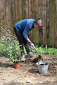 Planting a hedge