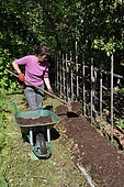 Planting of climbing plants in a lasagne.