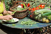 Harvesting in the vegetable garden