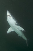 Porbeagle Shark, Lamna nasus, Bay of Fundy, New Brunswick, Canada, Atlantic Ocean.