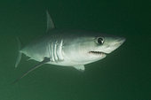 Porbeagle Shark, Lamna nasus, Bay of Fundy, New Brunswick, Canada, Atlantic Ocean.