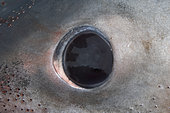 Eye of a Porbeagle Shark Lamna nasus. During feeding the Porbeagle's eye rolls back in its socket revealing a toughened pad that limits injury.