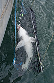 A team of researchers led by Dr Steve Turnbull from the University of New Brunswick tags and measures a Porbeagle Shark, Lamna nasus, aboard the deck of the Storm Cloud in the Bay of Fundy, Canada.