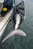 A team of researchers led by Dr Steve Turnbull from the University of New Brunswick use a hammock to hoist a Porbeagle Shark, Lamna nasus, onto the deck of the Storm Cloud in the Bay of Fundy, Canada.