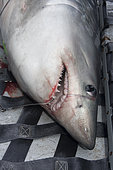 A team of researchers led by Dr Steve Turnbull from the University of New Brunswick use a hammock to hoist a Porbeagle Shark, Lamna nasus, onto the deck of the Storm Cloud in the Bay of Fundy, Canada.