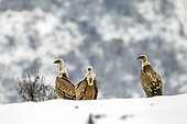 Griffon vulture (Gyps fulvus) Small group resting in the snow in winter, Carpathian Mountains, Bulgaria