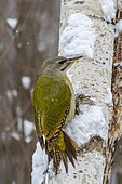 Grey-headed woodpecker (Picus canus) Female on a birch trunk in winter, Countryside, Central Bulgaria